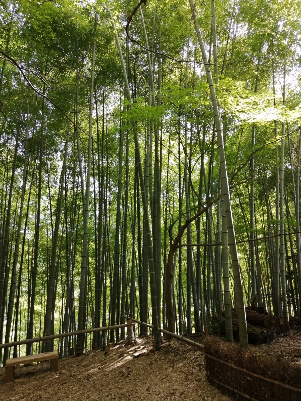 竹寺の竹林の写真